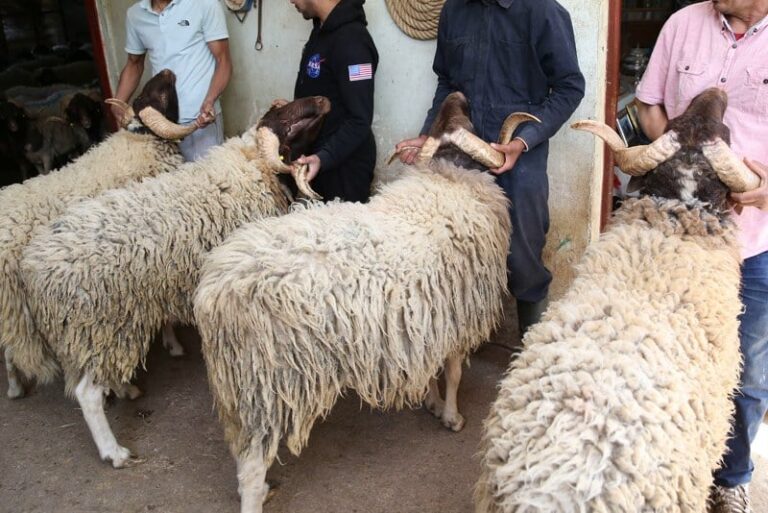 جماعة إنزكان تغلق سوق المواشي وتمنع ذبح الأغنام والماعز قبيل العيد