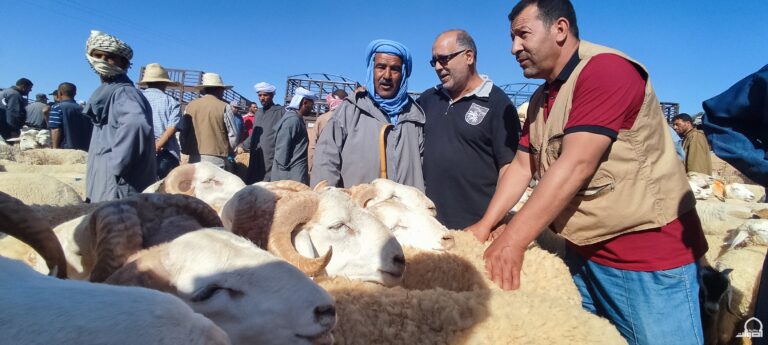 السلطات الجزائرية تجري قرعة للاستفادة من أضحية عيد الأضحى (وثيقة)