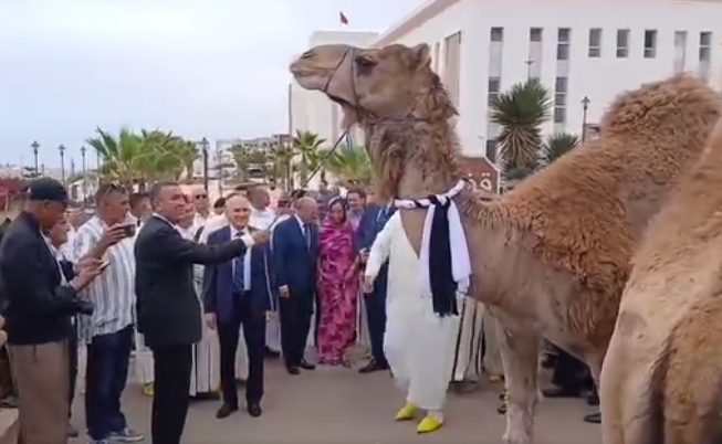 إهداء منتخبين جِمالا لعامل سيدي إفني السابق يثير جدلا (فيديو)