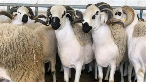 ”FEMAGA” تعزز دورها في تطوير الثروة الحيوانية الوطنية