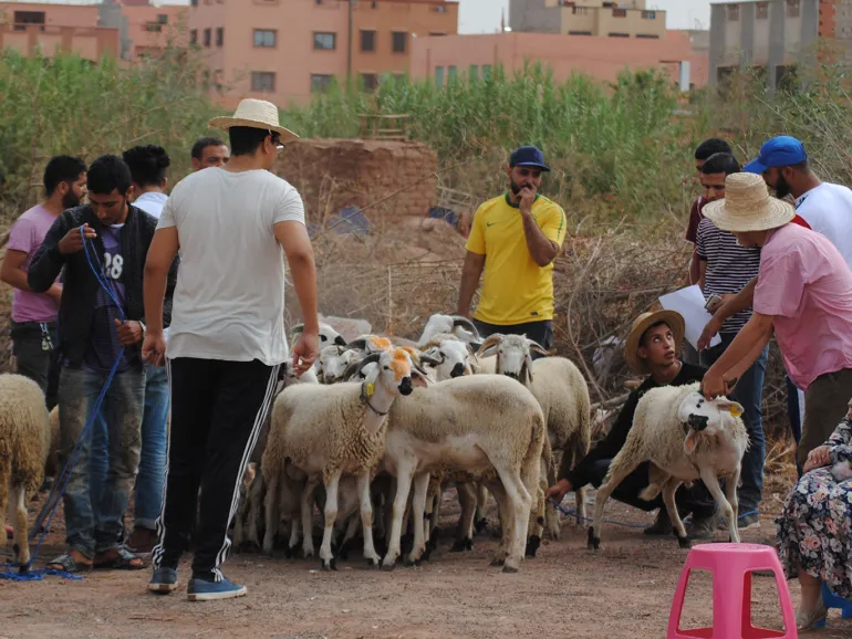 كيف حرم تغير المناخ المغرب من أضاحي عيد الأضحى؟.. خبير يجيب