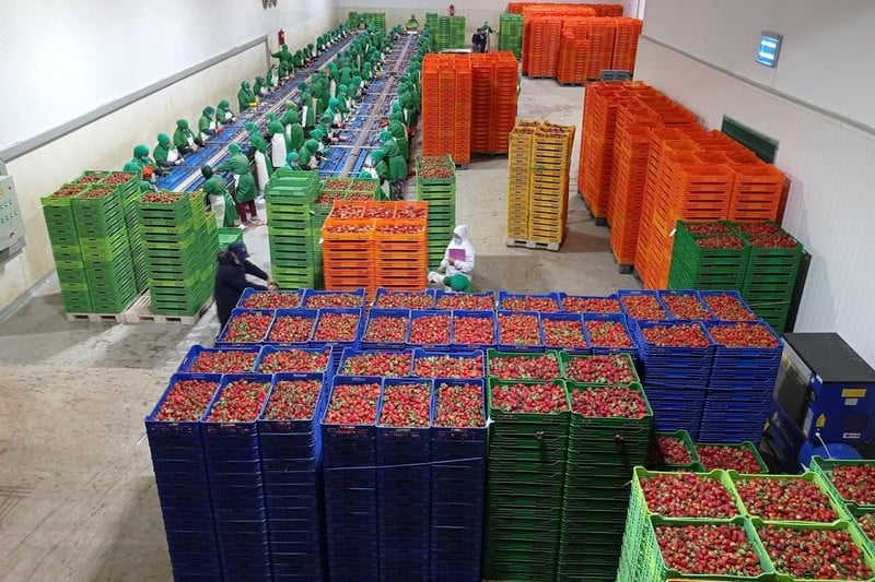 ارتفاع صادرات المغرب من الخضر والفواكه نحو إسبانيا بـ34% خلال العام الجاري