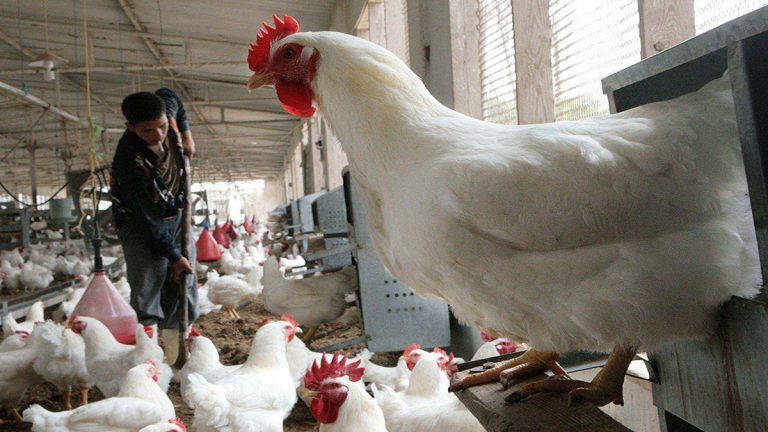 ممارسات منافية للمنافسة تقود لعمليات حجز لدى خمسة فاعلين بقطاع الدواجن