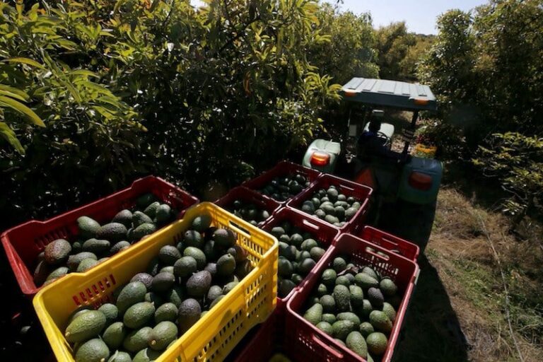رغم استنزافها للفرشة المائية.. صادرات الأفوكادو ترتفع بشكل قياسي بالمغرب