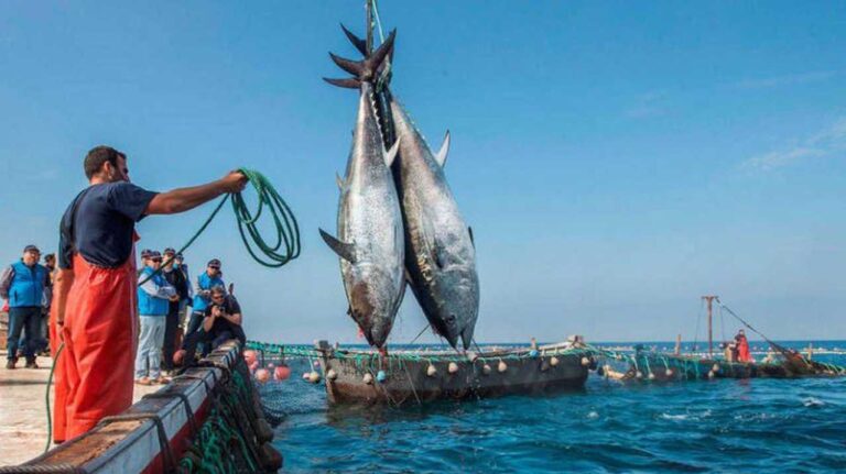 دراسة تكشف حصيلة 45 عاما من صيد الاتحاد الأوروبي في مياه المغرب ودول الجنوب