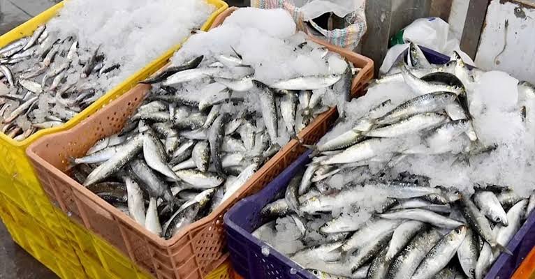 تقييد تصدير السردين إجراء مؤقت لحماية السوق الوطنية