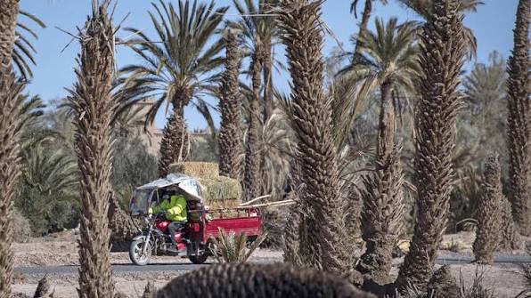 فعاليات مدنية بزاكورة تلتمس من عامل الإقليم إطلاق حصة مائية لإنقاذ واحة من الجفاف