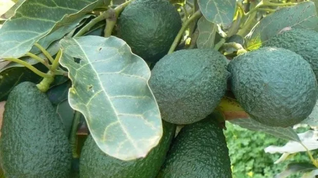 الأفوكادو البيروفي ينافس المغربي في السوق الإسبانية