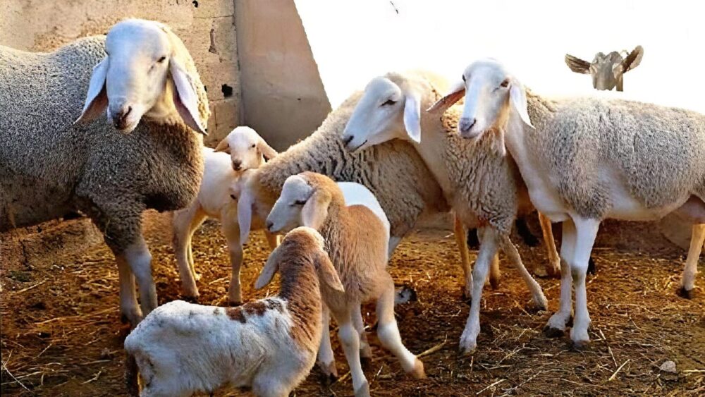 رسمي.. مراقبة وطنية لإناث الماشية تمهيدا لصرف الشطر الثاني من الدعم