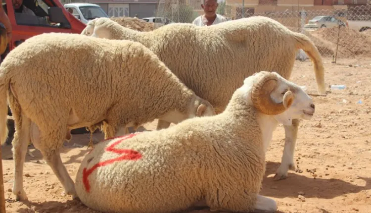 “أونسا” تكشف خطتها لحماية “الأضاحي”