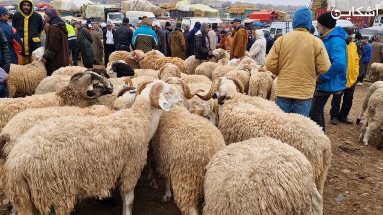 إنخفاض في أسعار الأغنام بوجدة