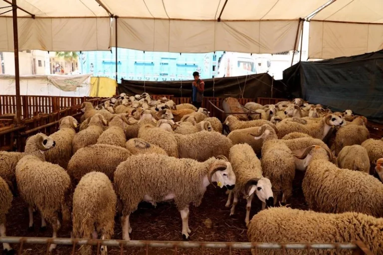 مهنيو المواشي لـ”آشكاين'”: تصريحات أخنوش تُطمئن الأسواق وأثمنة الأضاحي ستكون متوازنة