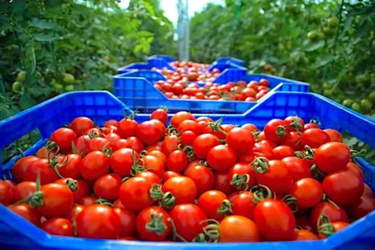 كيف سيطر المغرب على سوق الطماطم الأوروبي؟