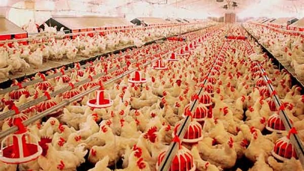 ما حقيقة حقن دواجن المغرب بمواد “سامة” لتسمينها؟