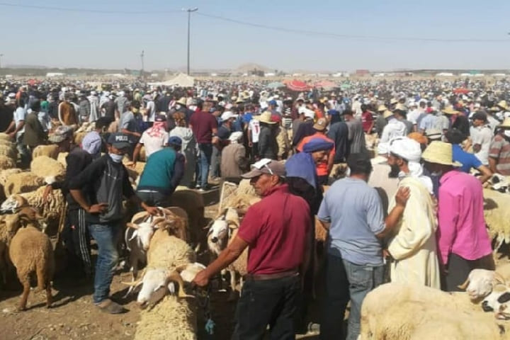 خبير اقتصادي يرصد آثار صرف أجور الموظفين قبل العيد على أسعار الأضاحي