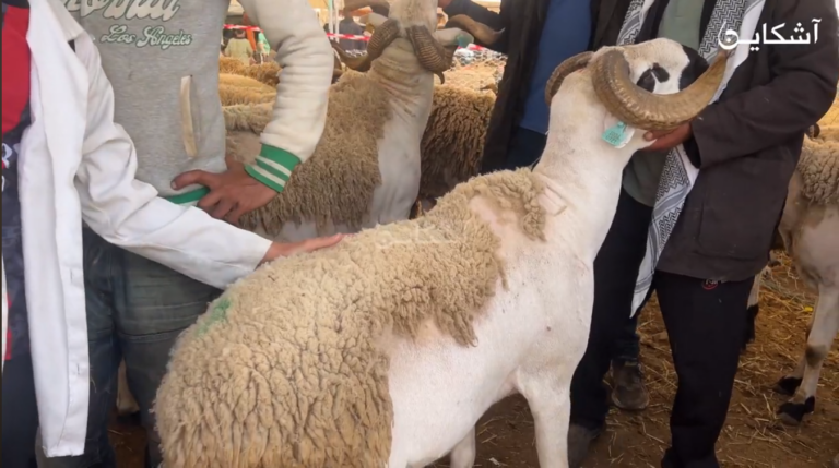 أثمنة الأضاحي في سوق أناسي