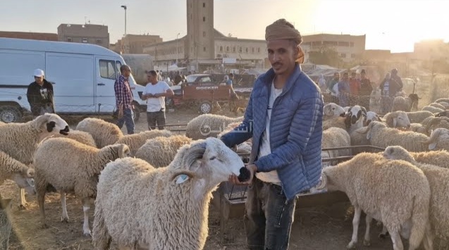 أسعار الأغنام برحبة وجدة