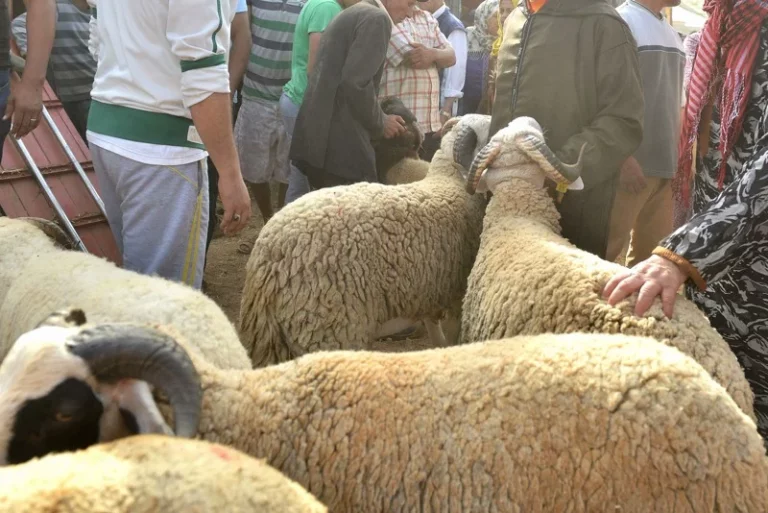 هل منعت الداخلية ”كاراجات” الأكباش وما أسعار ”الحولي” في السوق؟ (جبلي يُجيب)