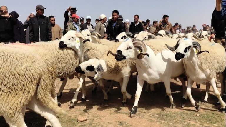 العرض من الأغنام والماعز المخصصة لعيد الأضحى يتجاوز الطلب (وزارة الفلاحة)