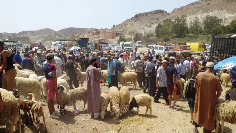 الحكومة تشدد الرقابة على أسواق الأضاحي وتتوعد “الشناقة”