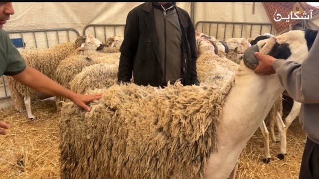 هذا هو الحولي ديال 160 ألف ريال