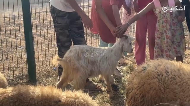 معزة بـ1000 درهم فكازا