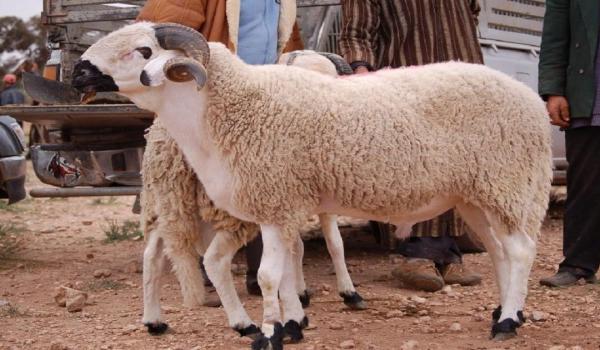 وزير الفلاحة مطلوب في البرلمان بسبب بيع “أضاحي غير مرقمة” بالأسواق المغربية
