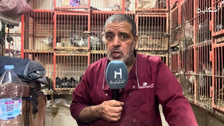 ارتفاع أسعار الدواجن